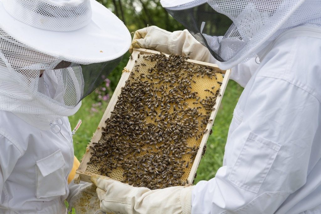 L'apiculture française à la rescousse des abeilles
