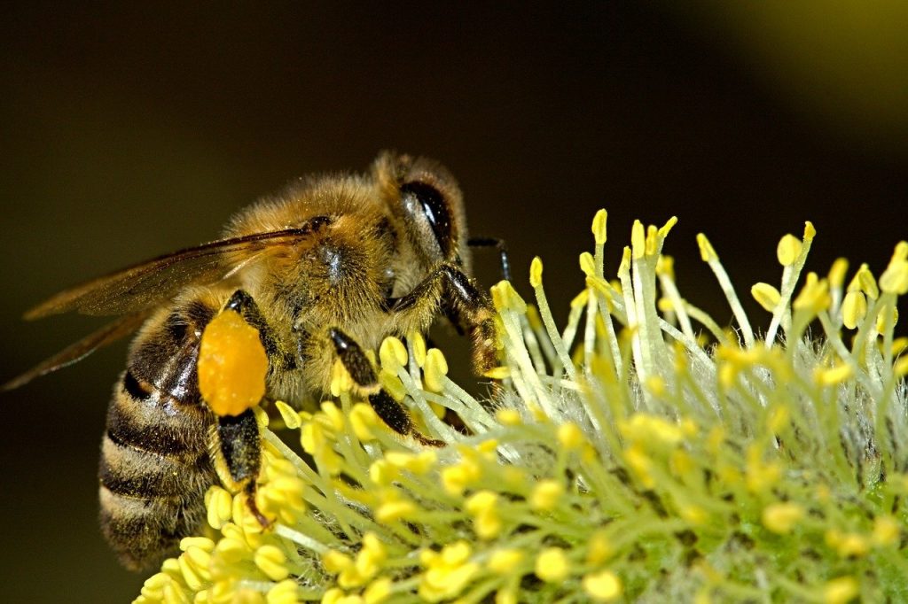 Sacs à pollen abeille pollinisatrice