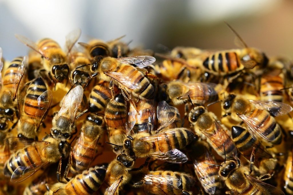 Abeilles d'apiculture sélectionnées Buckfast productrices de miel