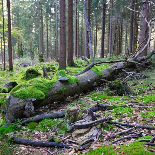 arbre mort biodiversité