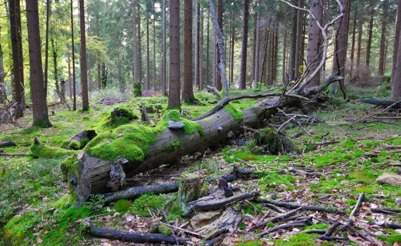 arbre mort biodiversité
