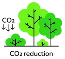 Les arbres plantés fixeront davantage de carbone